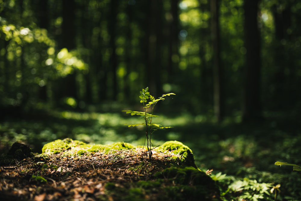Blomma som växer upp i en skog